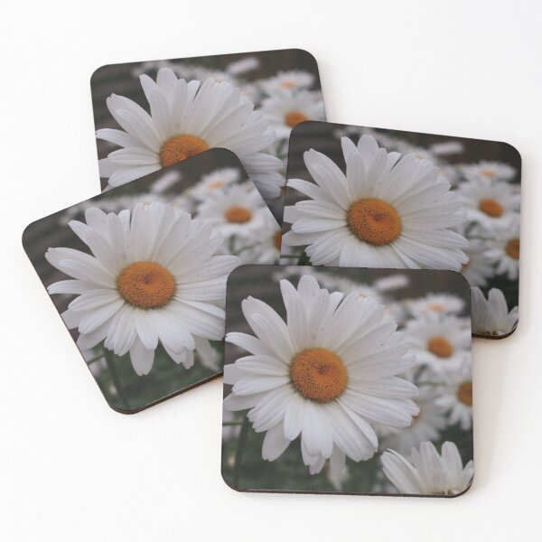 Daisy, Daisy Coasters (Set of 4)