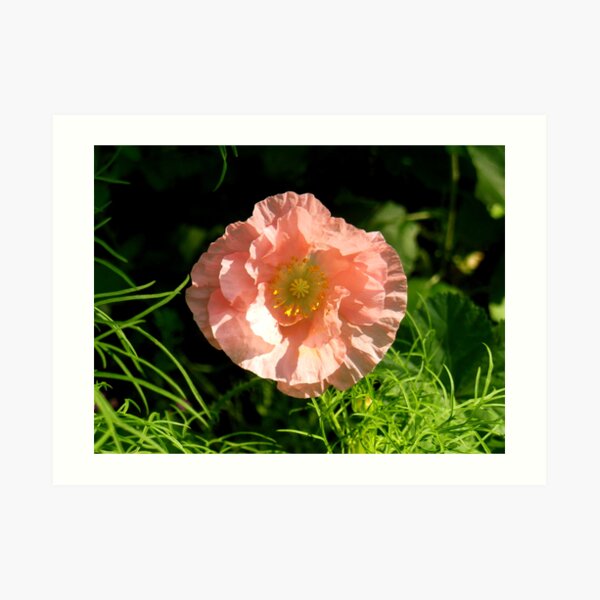 Poppy Art Print