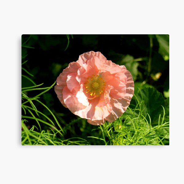 Poppy Canvas Print