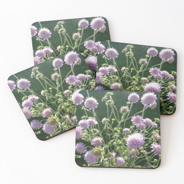 Item preview, Scabious in flower, York designed and sold by paulboizot.