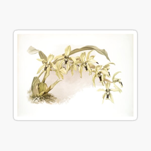 Vintage Botanical Illustration - Orchids (1890) - Coelogyne Pandurata Sticker