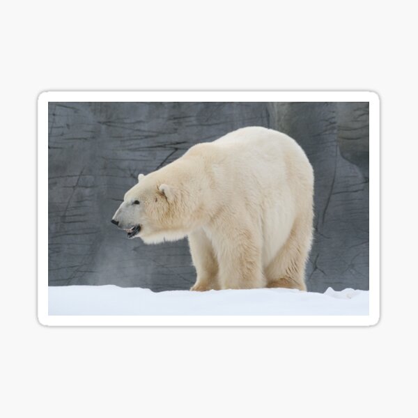 Polo Bear Sticker