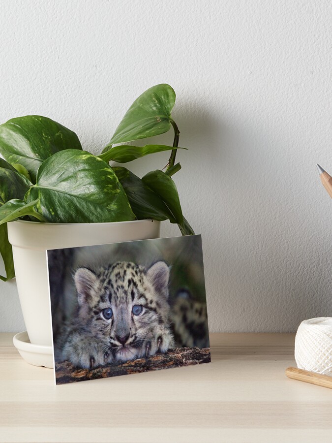 Snow Leopard Cub, Snow Leopard Painting, Cute Kitten Art, Baby Animal  Print, Nursery Wall Art, Animal Illustration, Drawing, Canvas Artwork -   Canada