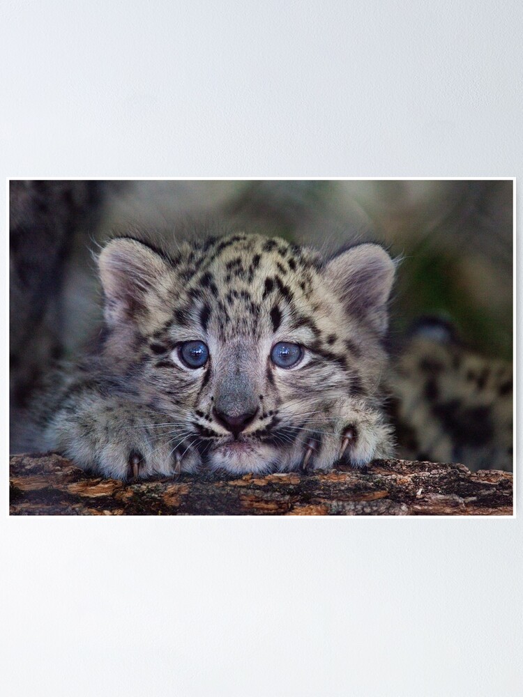 Cute Snow Leopard Cub, Kids Room Decor  Poster for Sale by