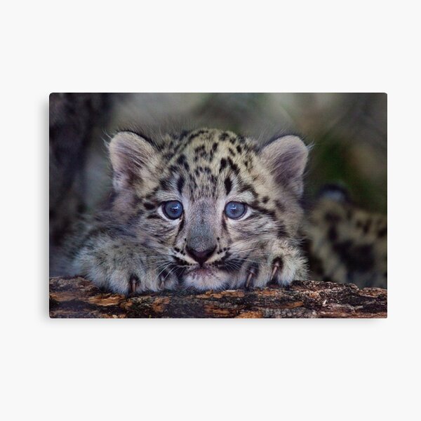 Snow Leopard Wall Art Redbubble