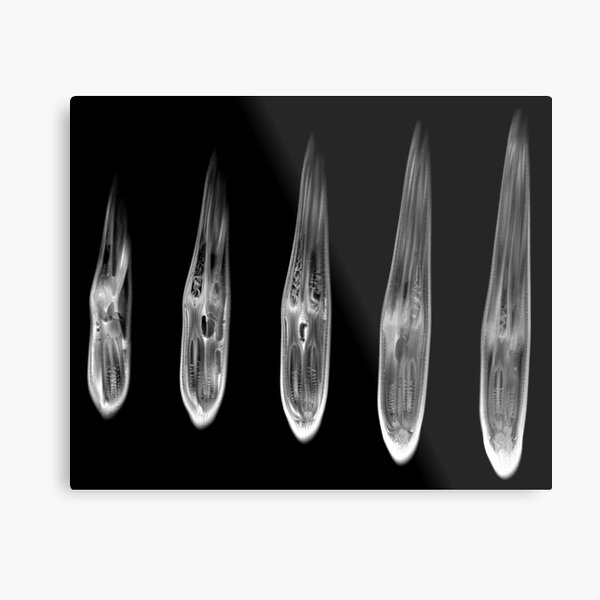 Bird of Paradise Metal Print