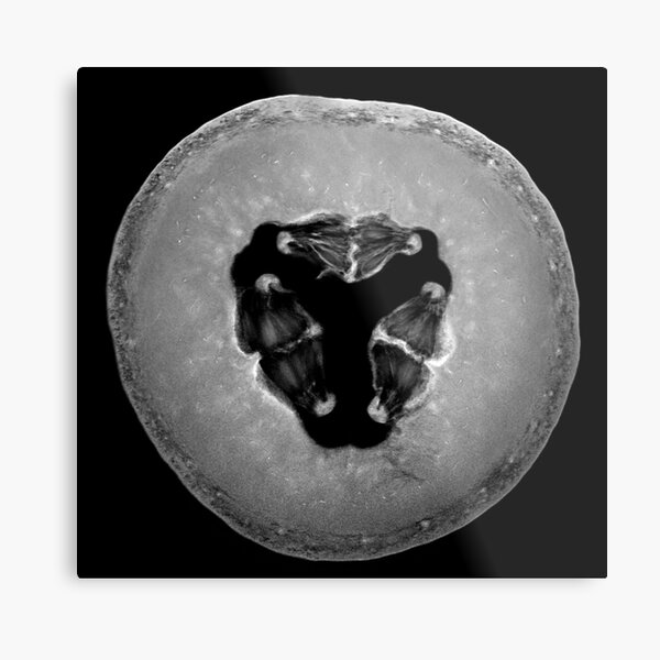 Cantaloupe Metal Print