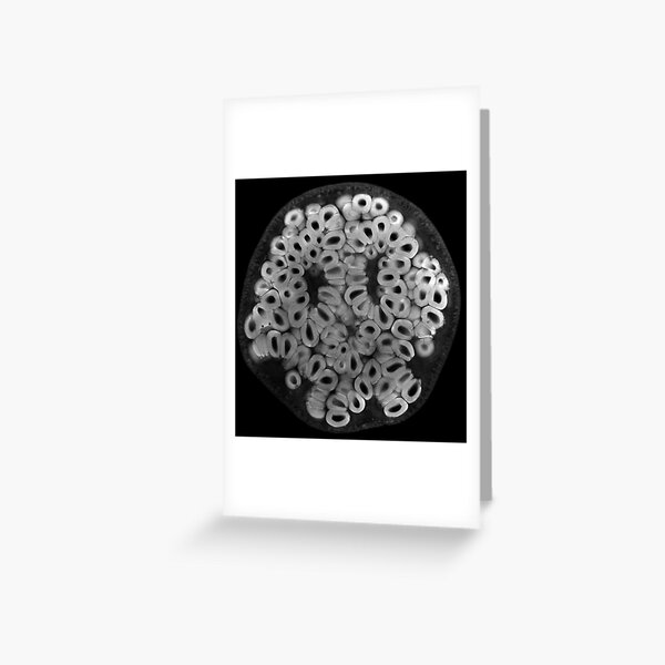 Pomegranate Greeting Card