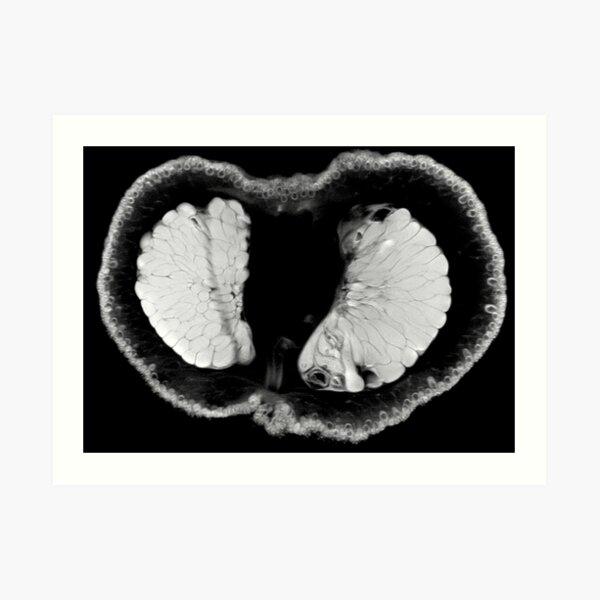 Ugli Fruit Art Print