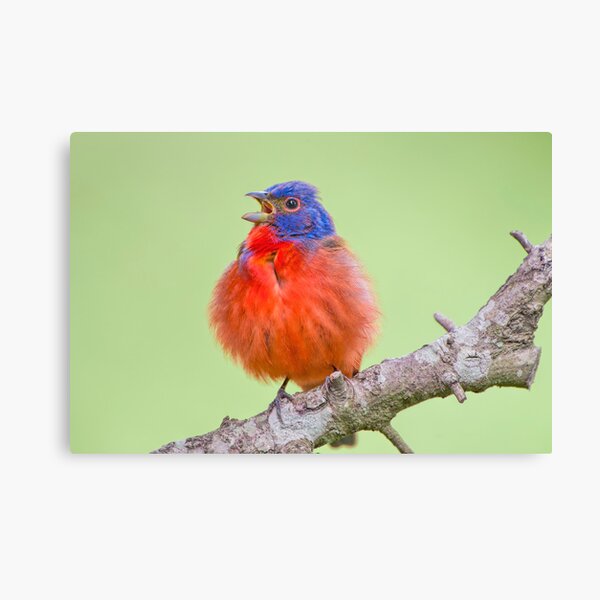 Painted Bunting Gifts & Merchandise Redbubble