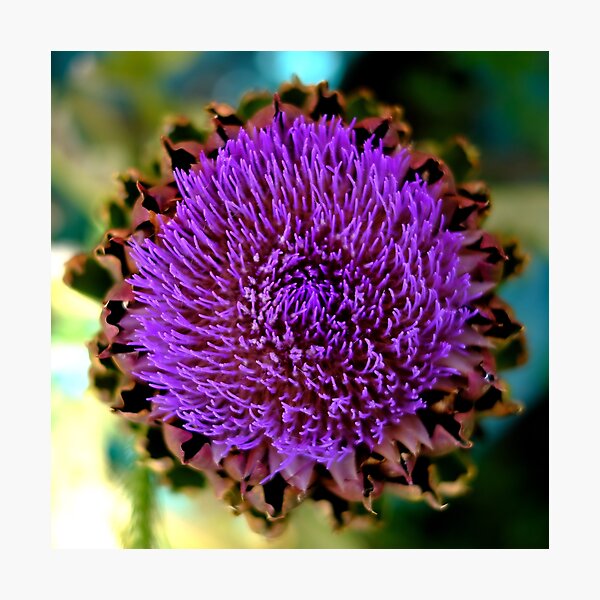 Item preview, Artichoke flower designed and sold by bernwebb.