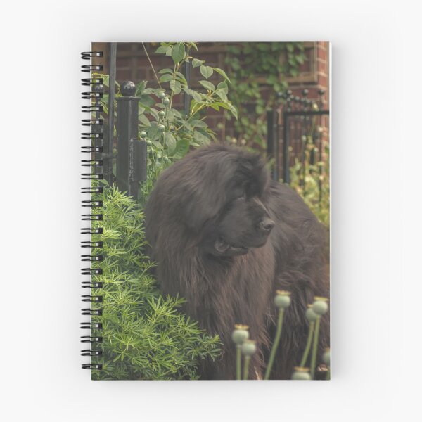 Item preview, Newfoundland Dog in Garden designed and sold by shane22.