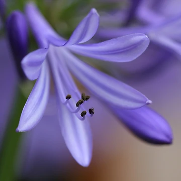 Artwork thumbnail, Spring Splendour by Aires Photography