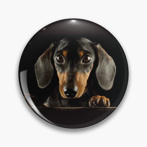Aperçu de l'œuvre Portrait photo de chien teckel créée et vendue par Coolstuff4you71.