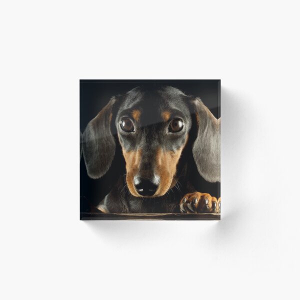 Dachshund Dog photo portrait Acrylic Block