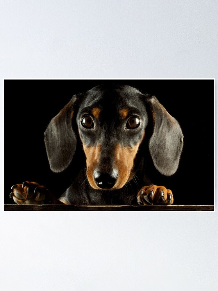 Dachshund doxie pet portrait hot dog weener dog breed funny small