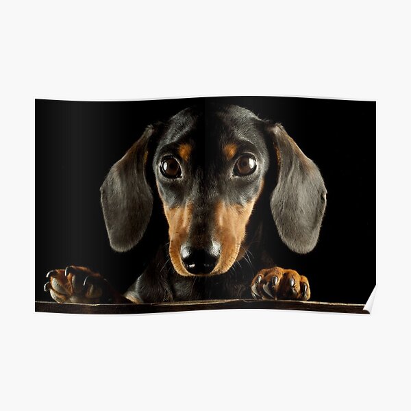 Dachshund Dog photo portrait Poster
