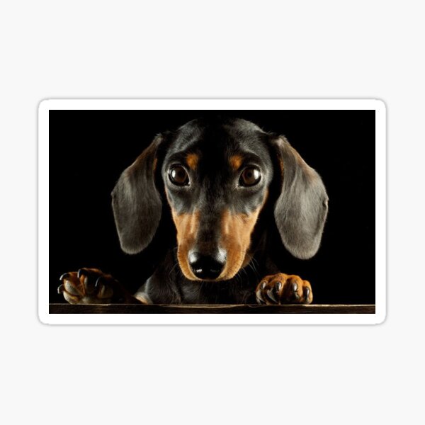 Dackel Hund Foto Porträt Sticker
