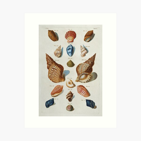 Item preview, Franz Michael Regenfuss - A Selection Of Seashells designed and sold by artcenter.