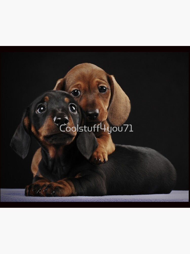 Dachshund Dog portrait photo pupies by Coolstuff4you71