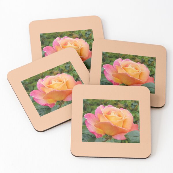 Item preview, Chicago Peace Rose designed and sold by Mary Ellen Tuite.