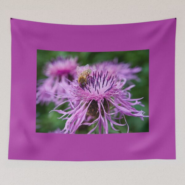 Item preview, Wig Knapweed with a bee 2 designed and sold by Jouko Lehto Photography.