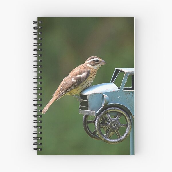 Item preview, Female Grosbeak designed and sold by NicoleFrederick.