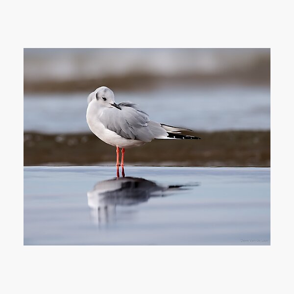 Item preview, Bonaparte Gull designed and sold by (Tallow) Dave  Van de Laar.