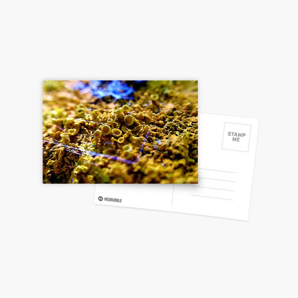 Item preview, Web Works designed and sold by Kathleen Daley.