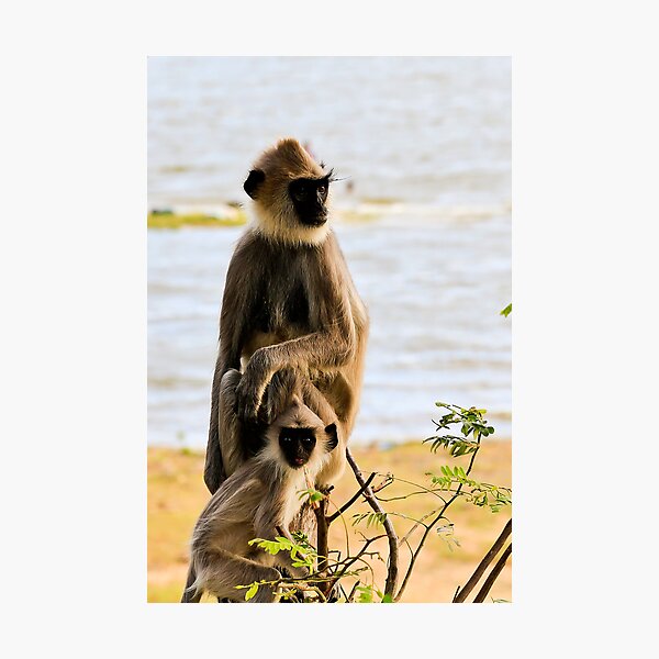 Item preview, Cheeky Monkey designed and sold by Tam Church.
