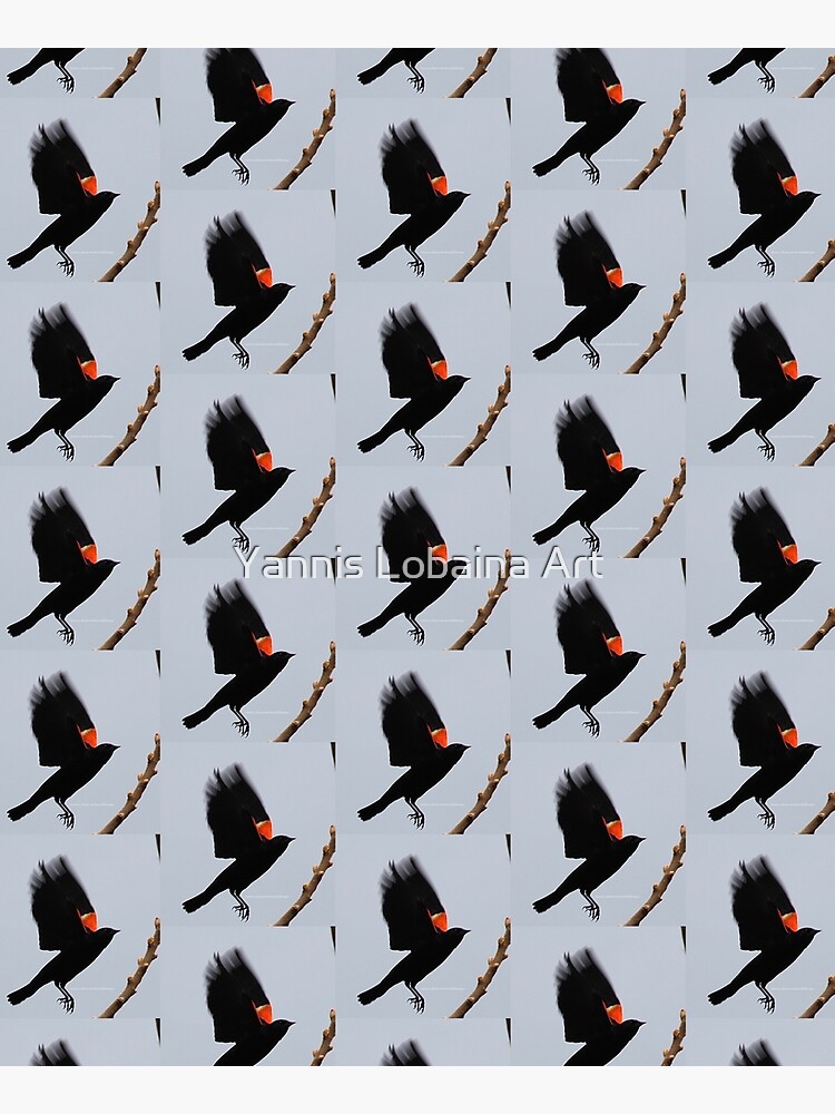 Fly high, dear Red winged blackbird By Yannis Lobaina by lobaina1979