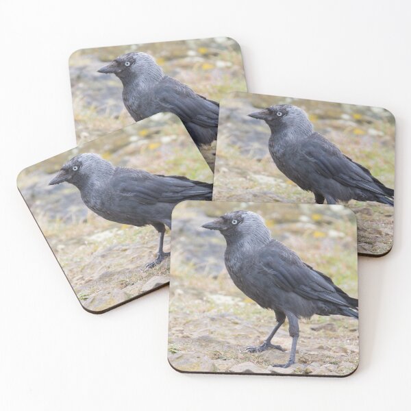 Item preview, Jackdaw designed and sold by LaurenTucker.