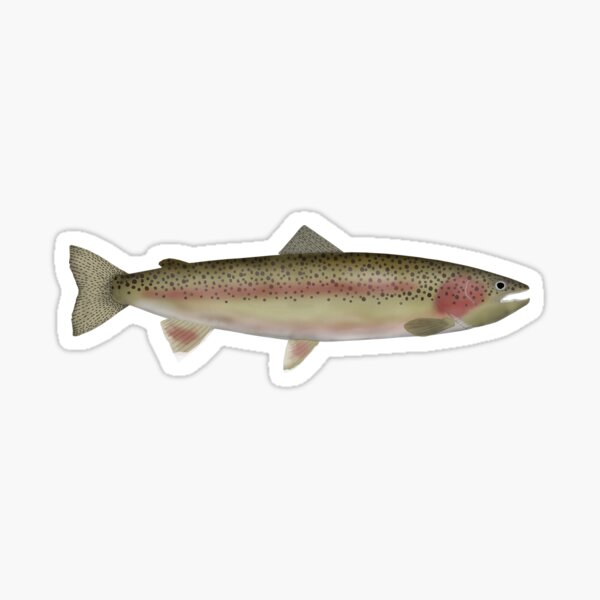 Brook Trout Fish Sticker 8" Fly fishing Steelhead decal Made in USA Car Bumper 