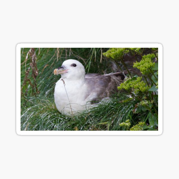 Item preview, Fulmar designed and sold by LaurenTucker.