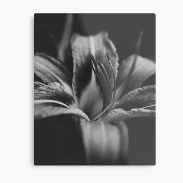 Item preview, Monochrome Spring Day Lily  designed and sold by Chasing Evergreen by Nathalie Whisnant.
