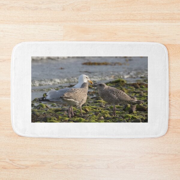 Item preview, Herring Gull Family designed and sold by LaurenTucker.
