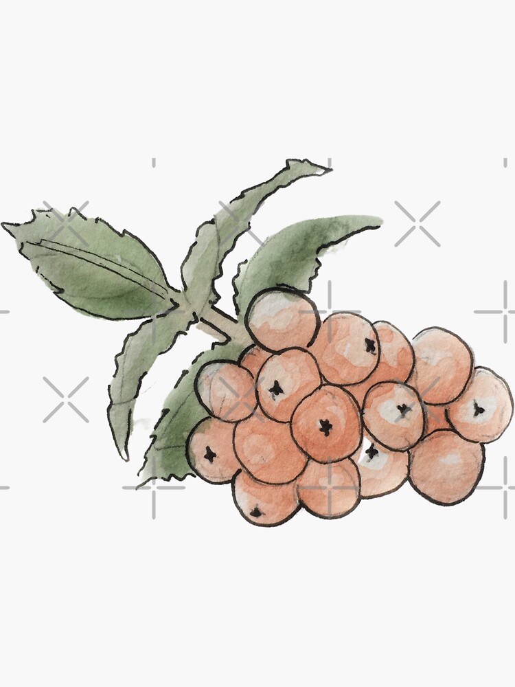 Rowan Berries Illustration in Watercolor by WitchofWhimsy