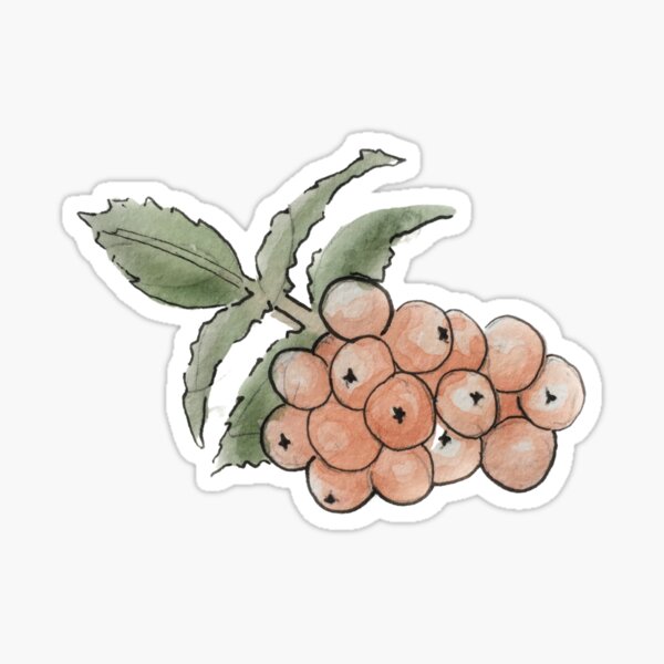 Rowan Berries Illustration in Watercolor Sticker