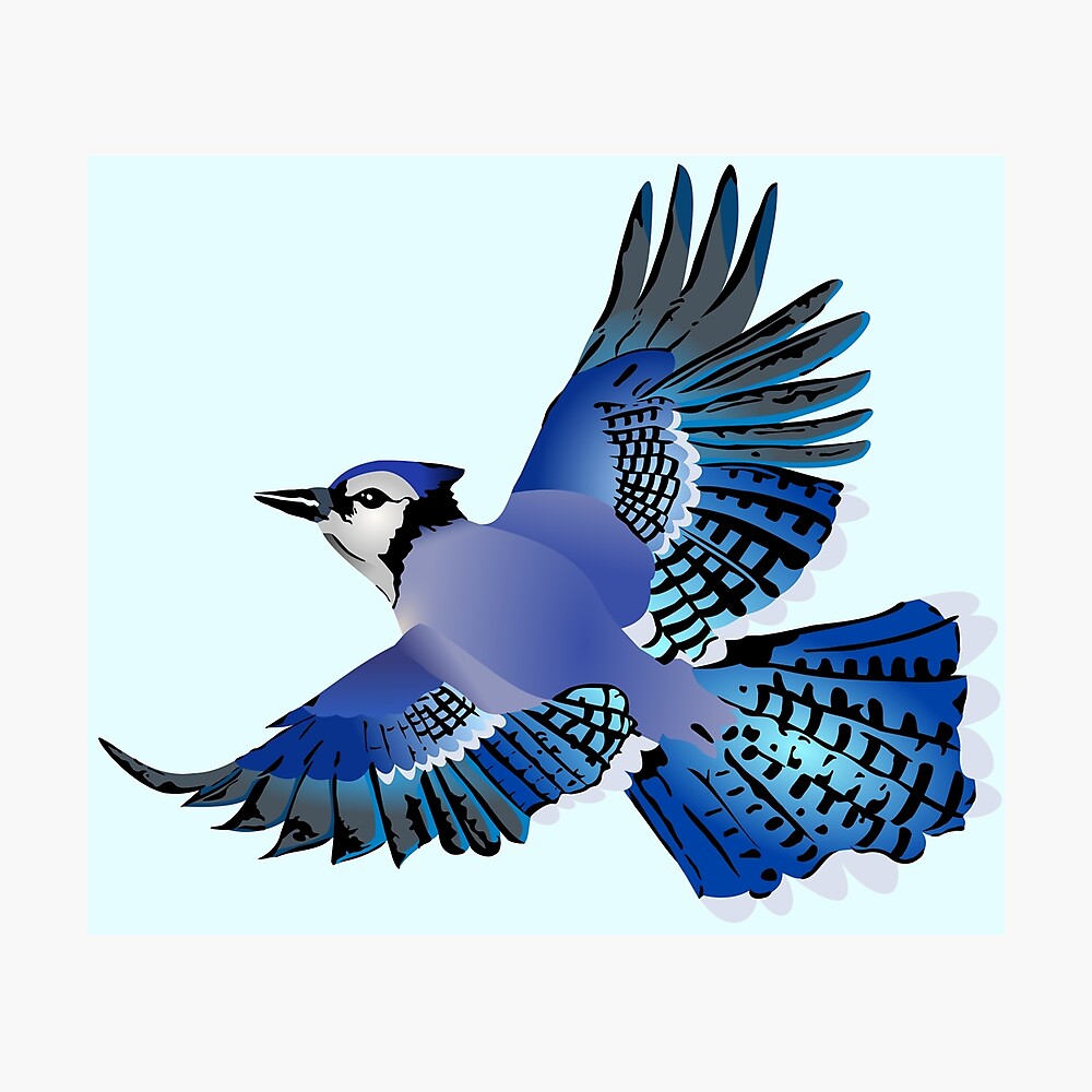 Blue Jay In Flight Poster By Nell Mills Redbubble