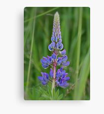 Lupin Canvas Print