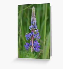 Lupin Greeting Card