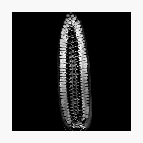 Corn Photographic Print