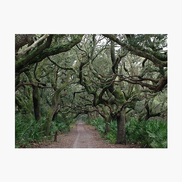 Walk in the Woods Photographic Print