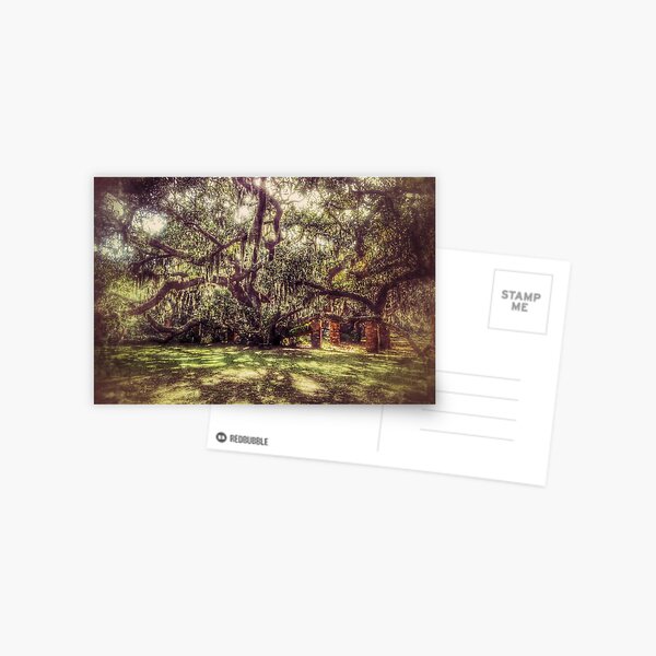 Greyfield Live Oak Postcard