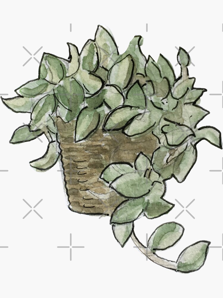 Pothos Plant in Wicker Basket Illustration in Watercolor by WitchofWhimsy