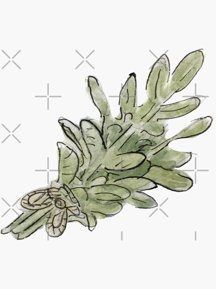 Sage Plant Bunch Illustration in Watercolor by WitchofWhimsy