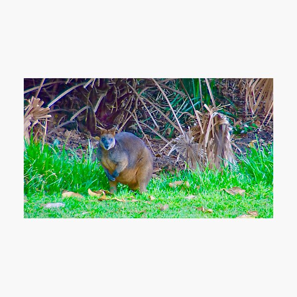 Wallaby in the bush Photographic Print