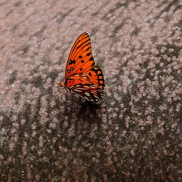 Artwork thumbnail, Rustic Flutter by RewskiPhotos