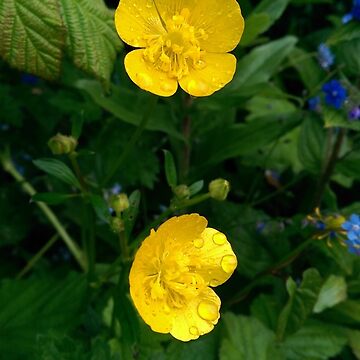 Artwork thumbnail, Buttercups by TLBcanvasART
