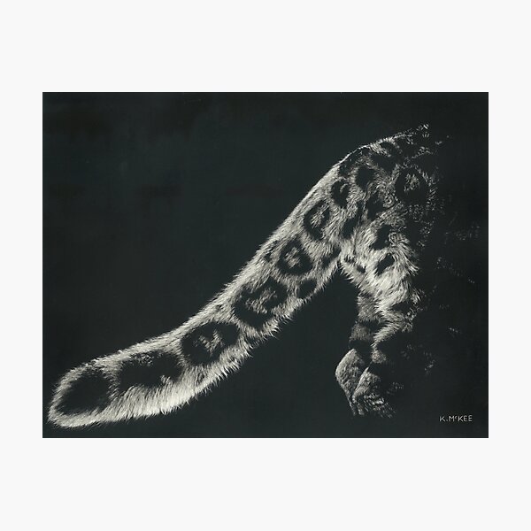 Snow Leopard Tail Photographic Print